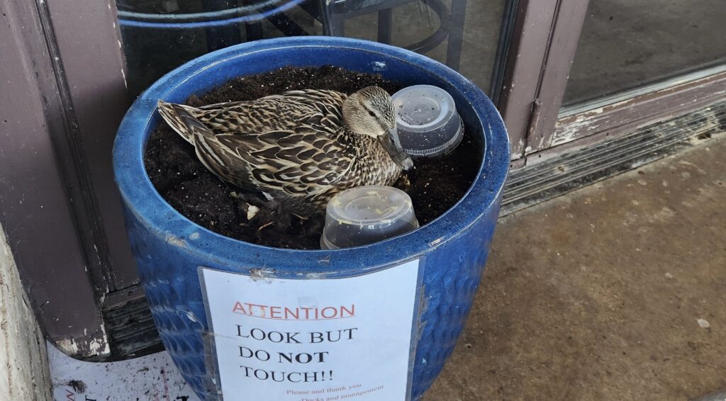 Mother duck at Primo's in Garland