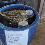 Mother duck at Primo's