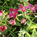 Photo of forest plant - Krameria